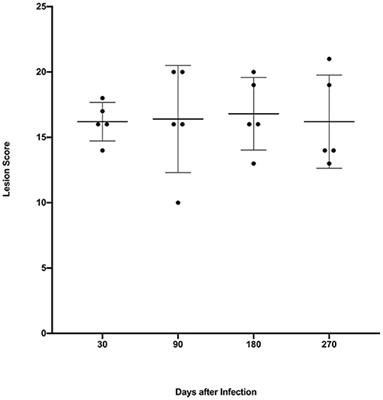 Heterogeneity of Pulmonary Granulomas in Cattle Experimentally Infected With Mycobacterium bovis